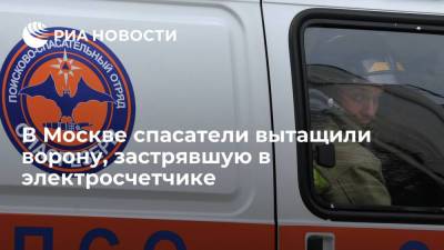 В Москве отряд добровольцев "СпасРезерв" спас ворону, застрявшую в нише за электросчетчиком
