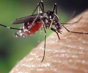 Как с помощью натуральных средств избавиться от комаров