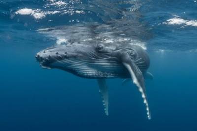 В США дайвер выжил после попадания в пасть горбатого кита - enovosty.com - Бостон - USA - шт. Массачусетс
