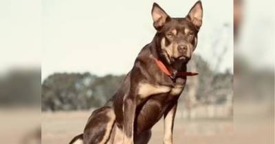 Найдорожчий собака в Австралії: фермер продав свого пса за 35 тисяч доларів