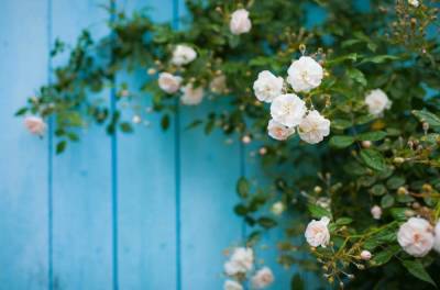 Все, что вам нужно знать о плетистых розах