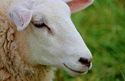 Изменен сертификат на экспорт овец из Украины в Иорданию