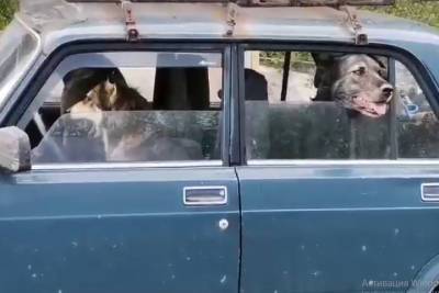 В Рязани засняли собаку-водителя и двух его «пассажиров»