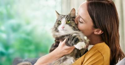 Безусловная любовь: ученые Purina нашли подход к снижению уровня аллергенов у котов