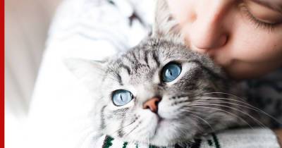 Милые пушистики: 10 пород котов, с которыми не захочется расставаться