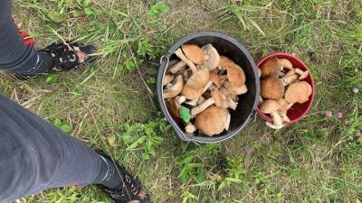 Бабушка приготовила: четверо детей отравились грибами под Харьковом