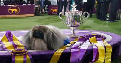 Пекинес по кличке Васаби победил на самой престижной выставке собак в США