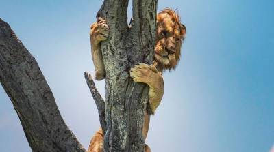 Стадо буйволов загнало испуганного льва на дерево (Фото)