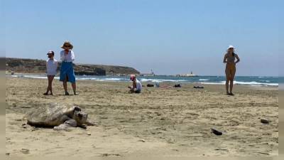 На Кипре отдыхающих призывают не мешать черепахам откладывать яйца