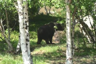 Туристы сфотографировали медведей в заказнике «Кузова» в Карелии