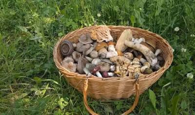 Грибной сезон 2021: топ-10 ядовитых грибов Украины