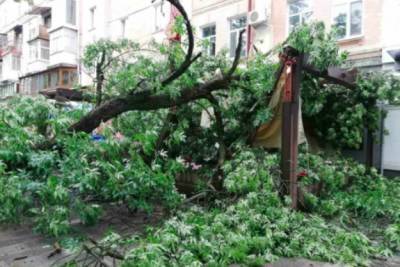 Чудом никто не пострадал: в Полтаве дерево обрушилось на летнюю террасу кафе