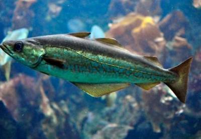 Лорен Манакер - Названа самая полезная рыба для здоровья - facenews.ua