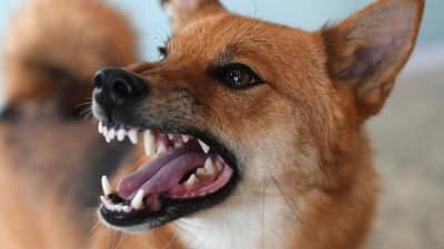 В США с июля ввели временный запрет на ввоз собак из-за бешенства