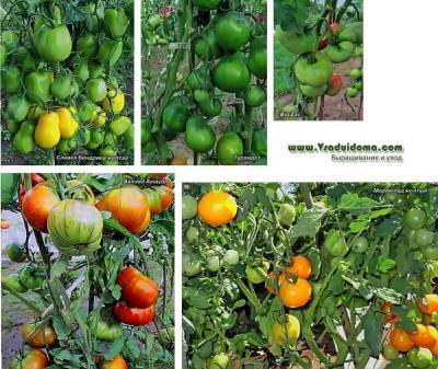 Отличие формировки индетерминантных томатов от формирования детерминатных помидоров
