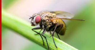 Как избавиться от мух в доме: 3 быстрых способа борьбы с насекомыми