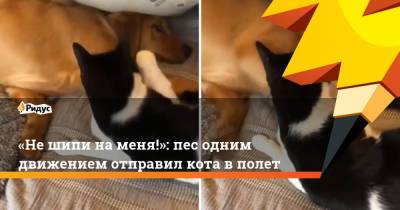 «Не шипи на меня!»: пес одним движением отправил кота в полет