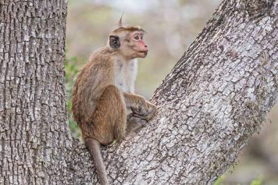 Центр вирусологии «Вектор» ищет 15 обезьян без антител к коронавирусу