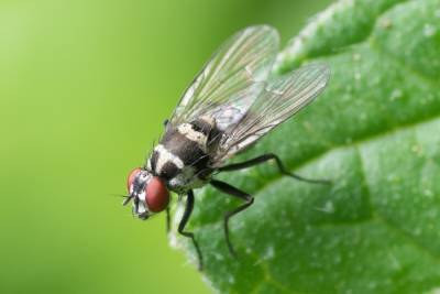 Названы 3 быстрых способа избавиться от мух дома