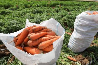 В Астрахани цены на морковь побили все рекорды