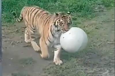 В Ярославском зоопарке хищникам подарили мячики