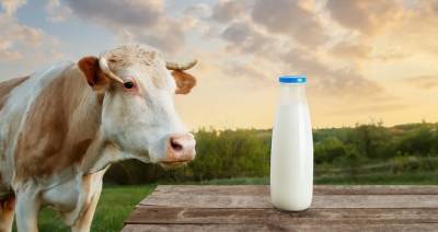 Российские производители обеспокоены стоимостью производства молока