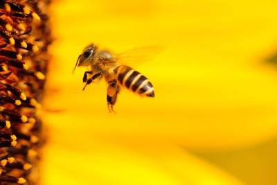 Учёные рассказали, что пчёлы способны клонировать себя