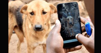США запретили ввоз собак из Украины и еще 112 стран из-за угрозы бешенства