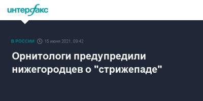 Орнитологи предупредили нижегородцев о "стрижепаде"