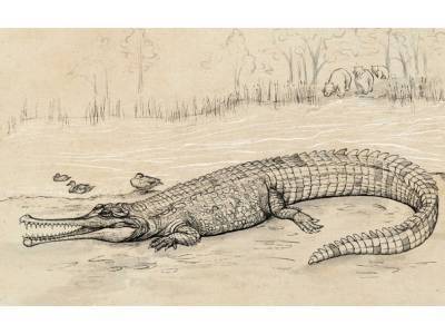 Череп древнего крокодила более 140 лет ждал научного описания