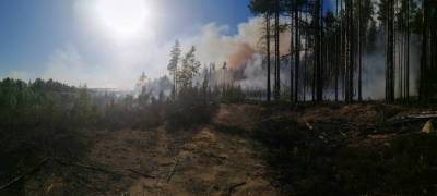 В выходные в лесах Карелии произошло пять лесных пожаров