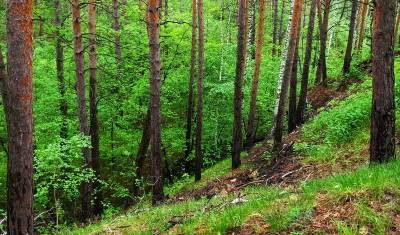 В Тюменской области проходит более 150 рейдов по лесам и сёлам