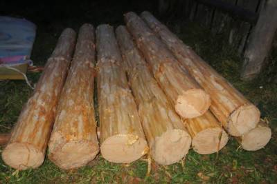 Двое жителей Гусь-Хрустального района незаконно напилили деревьев на 80 000 рублей