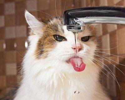 Сколько воды должна пить моя кошка?