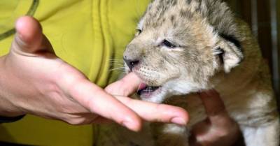 В Рижском зоопарке можно увидеть двухнедельных львят