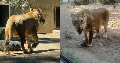 ФОТО. В Рижском зоопарке можно увидеть двухнедельных львят