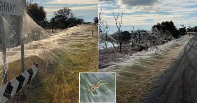 Пугающее зрелище: в Австралии пауки опутали паутиной целый штат