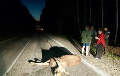 В Челябинской области два лося погибли в ДТП