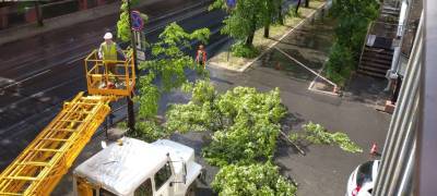 «Больно смотреть»: В центре Петрозаводска продолжают рубить деревья (ФОТО)