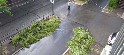 «Проект проблемный»: мэр Петрозаводска прокомментировал вырубку деревьев на улице Куйбышева