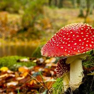 В Запорожской области два человека отравились грибами