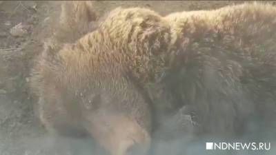 Югорчанин может сесть на два года за убийство медведя - newdaynews.ru - Югра - район Нижневартовский