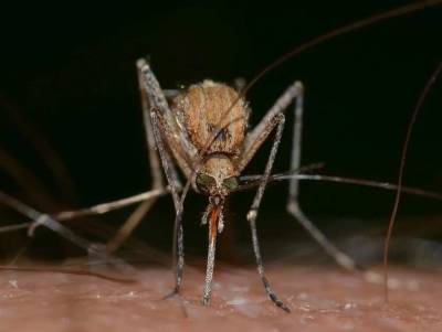 Ученые: Изменение климата позволит комарам существовать круглогодично