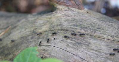 На замену ловчему поясу: 5 годных альтернативных способов защитить дерево от муравьев