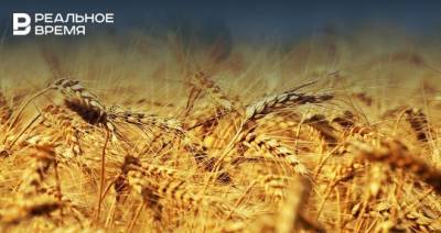 Синоптик: аномально жаркий май и редкие осадки не окажут сильного влияния на урожай в Татарстане