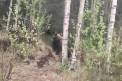 Молодой медведь больше не угрожает жителям Костомукши