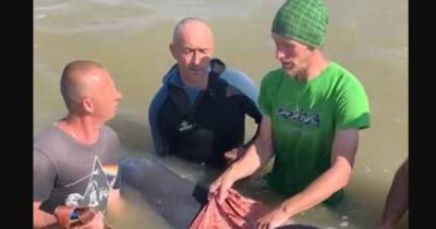 На Херсонщине спасли полуживого дельфина, которого шторм забросил далеко от моря (видео)