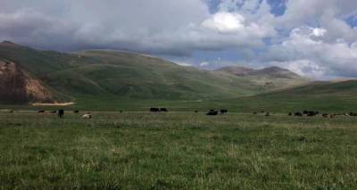 И при нынешних земельных ресурсах Армении можно втрое увеличить поголовье скота - Пашинян