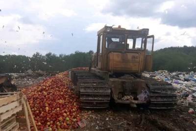 13 тонн свежих яблок уничтожили на полигоне в Себеже