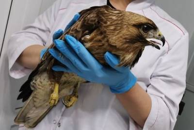 Забайкальские ветеринары наложили гипс птенцу степного орла со сломанной лапой и отпустили